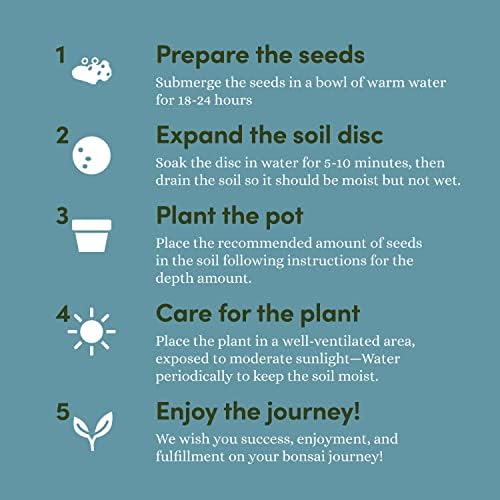 Bonsai Tree Kit for Beginners & Plant Lovers - Grow Your Own Bonsai - Image 5