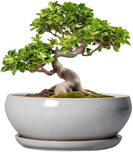 SQOWL Bonsai Pots - 10 Inch Ceramic Succulent Pots with Drainage Hole and Saucer, Large Shallow Indoor Planter, Bowl Round Planter Outdoor, Living Room Decor, Plant Lover Gifts, Gray by SQOWL