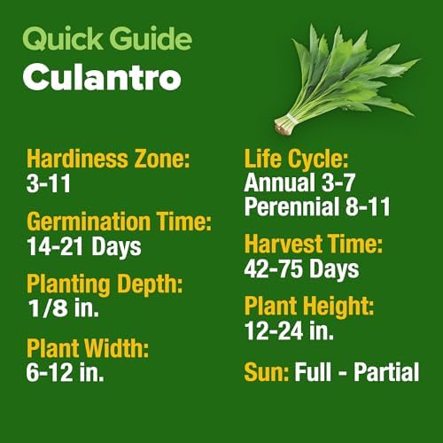 HOME GROWN Culantro Seeds, 360 Seeds, Eryngium foetidum - Image 5