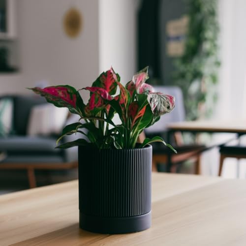HERDUK 6 Inch Ceramic Plant Pot with Drainage & Saucer - Indoor Planter for Succulents, Cacti & Aloe Vera - Striped Design, High-Temp Fired Clay, Lightweight Modern Decor - Image 6