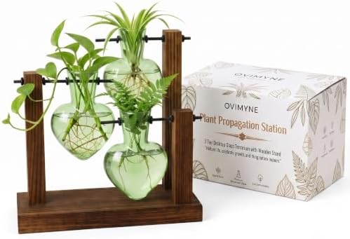 Plant Propagation Station,Wooden Stand with 3 Green Heart Vases by Unknown