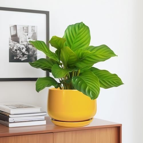 G EPGardening Ceramic Pots for Plants - 7 Inch Plant Pot with Drainage Hole and Saucer, Modern Ceramic Planter for Indoor Outdoor, Round Flower Planter, Gifts for Plants Lovers, Home Decor, Yellow - Image 5