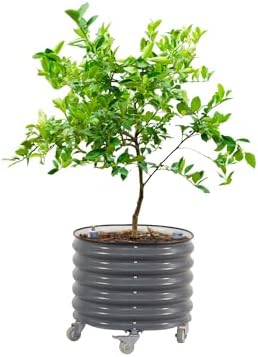 Rolling Citrus Tree Planter Gen 3, Self-Watering 24” Wide Round Large Plant Pots for Lemon Trees Tomatoes Flowers, Raised Garden Beds with Wheels for Outdoor Patio Porch, 30 Gallon, Modern Gray by Unknown