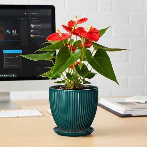 Ceramic Flower Pots, 6 Inch Planters with Drainage Hole and Saucer, Decorative Round Plant Pots for Indoor Plants, Modern Succulent Pot, Office Bedroom Decor, Plant Lover Gifts, Blackish Green - Image 6