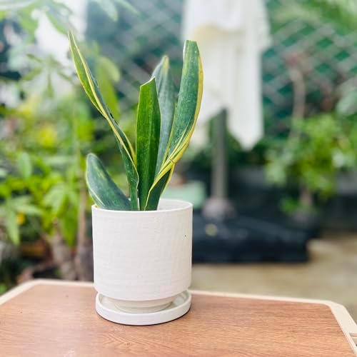 Nihow Ceramic Plant Pot Drainage Hole & Saucer for Indoor Plants, 5.7 Inch - Image 5