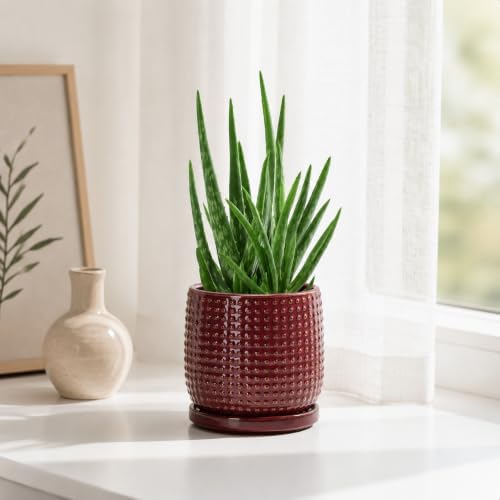 D'vine Dev Beaded Ceramic Pot with Saucer, 4 in, Burgundy Red, 27-C-Z-M - Image 5