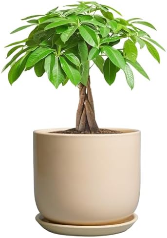 Ceramic Plant Pot - 7 Inch Mid Century Round Ceramic Planter for Indoor Plants with Drainage Hole and Saucer, Modern Home Decor, Yellow by SUNPOTFOR