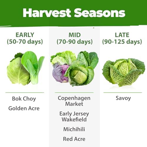 HOME GROWN 7 Cabbage Variety Mix 2000+ Vegetable Seeds - Image 6