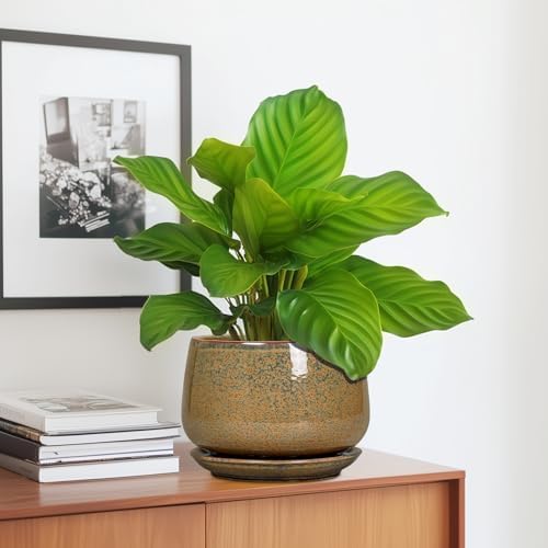 G EPGardening 7 Inch Ceramic Pots for Plants - Ceramic Planters for Indoor Outdoor Plants, Round Plant Pots with Drainage and Saucer, Modern Planter, House Decor, Plant Lover Gifts, Speckled Brown - Image 5