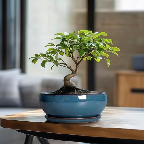 SQOWL Bonsai Pots - 8 Inch Ceramic Succulent Pots with Drainage Hole and Saucer, Round Shallow Planter for Indoor Outdoor Plants Flowers, Ceramic Planter Bowl, Room Decor, Gardening Gifts, Blue - Image 3