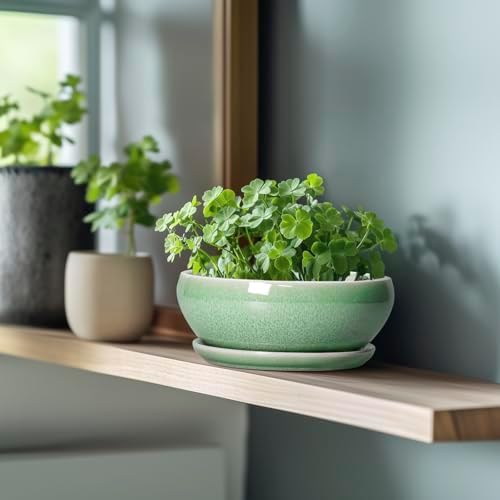 SQOWL Bonsai Planter - 8 Inch Ceramic Succulent Planters for Indoor Plants Outdoor, Shallow Round Planter with Drainage Hole and Saucer, Ceramic Bowl Planters, Home Decor, Birthday Gifts, Green - Image 5