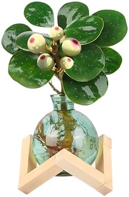 Cute Plant Propagation Station Glass Bulb Water Vases Green Office Decor - Image 3