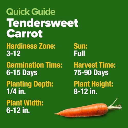 HOME GROWN Tendersweet Carrot Seeds, 3,000+ Seeds, Daucus carota sativus - Image 5