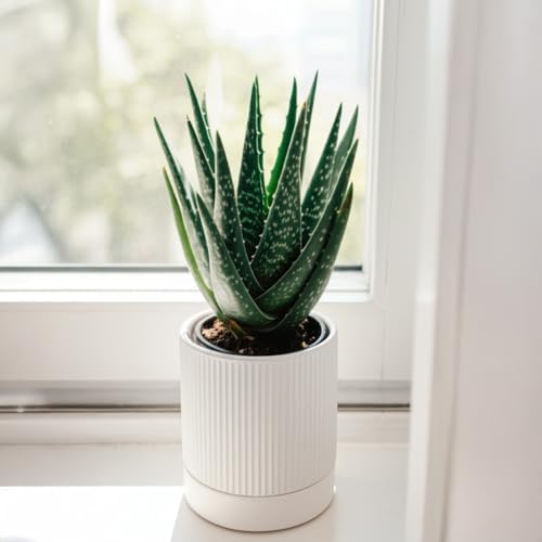 HERDUK Small Plant Pots, 4 Inch Pots for Indoor Plants, Modern Minimalist Ceramic Plant Pots with Drainage Hole & Saucer, White Set of 2 - Image 6
