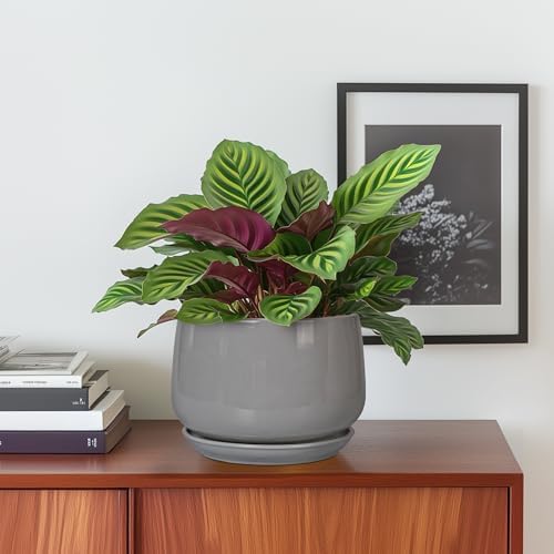 G EPGardening Ceramic Pot for Plants, 6 Inch, Gray - Image 2