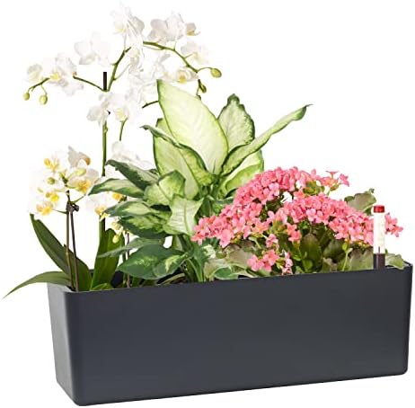 Elongated Self Watering Planter Pots Window Box 5.5 x 16 inch Indoor Home Garden Modern Decorative Planter Pot for All House Plants Flowers Herbs (Dark Grey,1-Pack) by GardenBasix