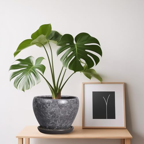 Ceramicfor Ceramic Planter - 6 Inch Plant Pot with Drainage Hole and Saucer, Succulent Pot Glaze Round Flower Pot for Indoor Outdoor Plants, Gray - Image 4