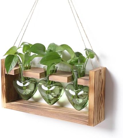 Plant Terrarium Propagation Stations Hydroponics by MTsigns