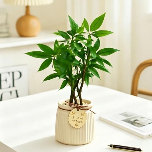 Pastel Ceramic Succulent Pots, Small Mini Flower Planter Pots with Jute Tag, Decorative Indoor Cactus Plant Container for Home Windowsill Desktop Decor (Beige) - Image 4