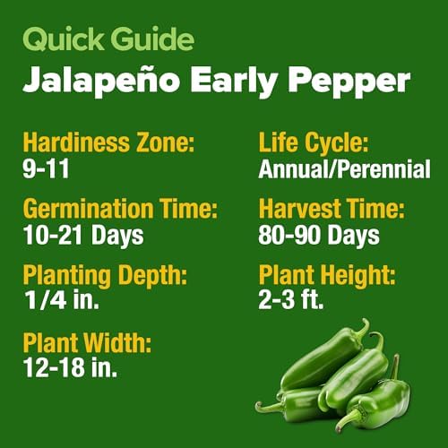 HOME GROWN Jalapeno Pepper Seeds, 129+ Seeds, Capsicum annuum - Image 5