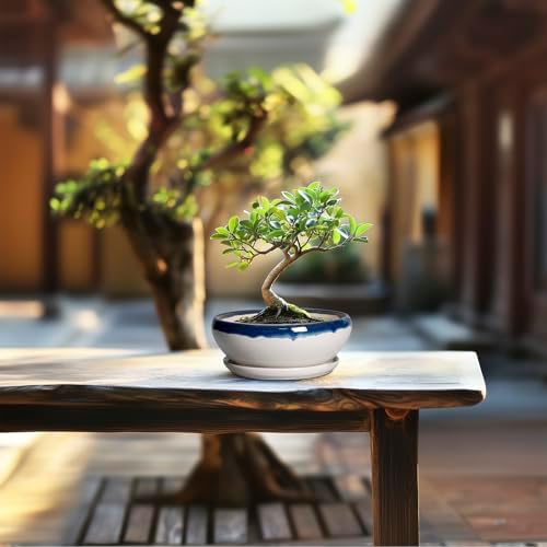 SQOWL Succulent Planters 6 Inch - Ceramic Bonsai Pots with Drainage Hole and Saucer, Round Shallow Planter for Indoor Plants, Ceramic Cactus Pot, Apartment Decor, Gifts for Women, Blue Off-White - Image 7