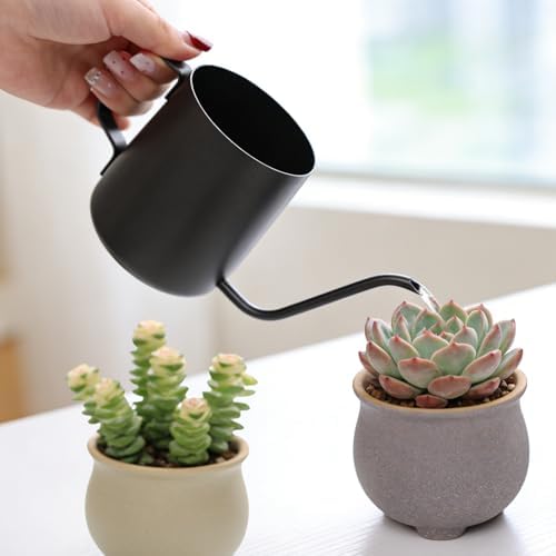 Watering Can for Indoor Plants, 12 oz Mini Plant Waterer for Bonsai Flower by Unknown
