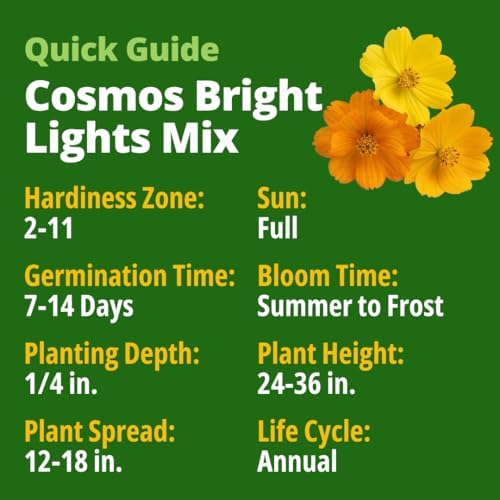 HOME GROWN Cosmos Bright Lights Mix 5000 Flower Seeds Cosmos sulphureus - Image 2