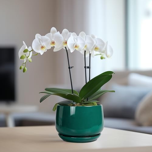 G EPGardening 6 Inch Plant Pot - Ceramic Planter for Indoor Plants, Round Planter with Drainage and Ceramic Tray, Flower Pots for Outdoor, Modern House Decor, Gift for Men Women, Green - Image 5