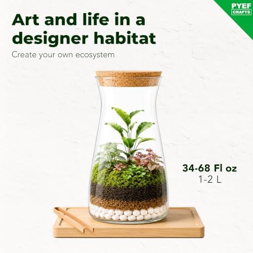 Terrarium Kit, Succulents & Indoor Plants Set DIY - Image 2