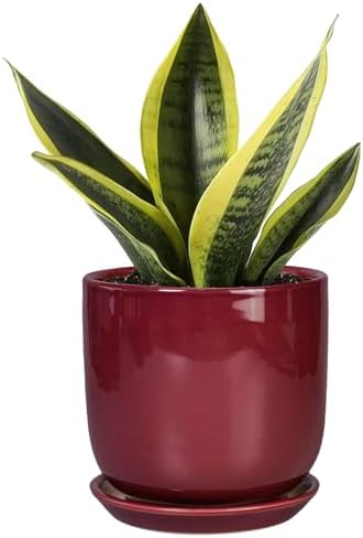 Ceramic Plant Pot - 5 Inch Modern Round Planter for Indoor Plants with Drainage Hole and Saucer, Patio Office House Room Bathroom Decor, Red by SUNPOTFOR