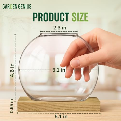 Single Glass Propagation Station with Wooden Base – Hydroponic Plant Terrarium for Home & Office | Ideal Christmas, New Year & Birthday Gift for Plant Lovers, Moms | Desktop Windowsill Planter Vase - Image 4