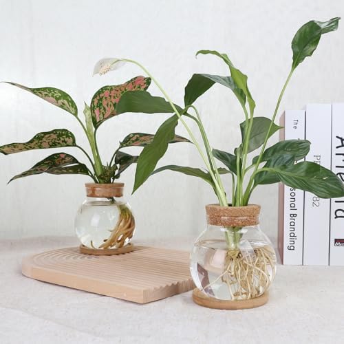 Plant Propagation Station,Hydroponic Glass Container Vase Jars, with Wooden Saucer for Desks, Houses, Garden Decorations, Home Kitchen Decorations and Gifts for Plant Lovers (6) - Image 4