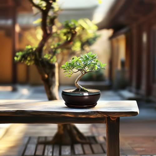 SQOWL Succulent Pots with Drainage Hole - 6 Inch Ceramic Bonsai Tree Pots, Shallow Planter with Saucer, Round Plant Pot for Succulent Indoor Outdoor, Porch Decor, Gifts for Plant Lover, Blue-Brown - Image 7