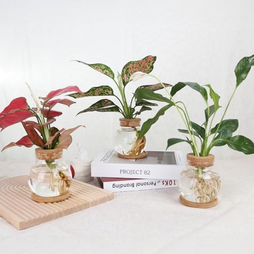 Plant Propagation Station,Hydroponic Glass Container Vase Jars, with Wooden Saucer for Desks, Houses, Garden Decorations, Home Kitchen Decorations and Gifts for Plant Lovers (6) - Image 6
