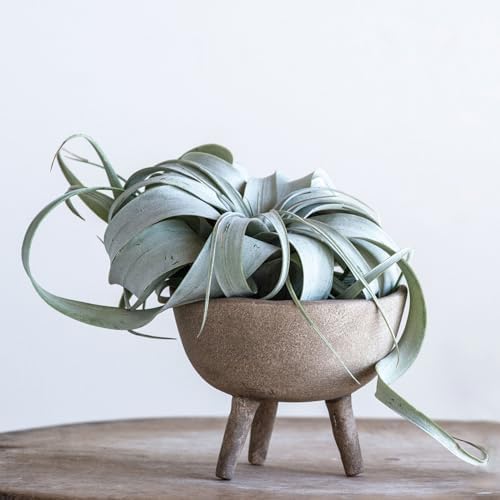Creative Co-Op Boho Terracotta Footed Planter with Organic Edge, Matte Taupe - Image 2