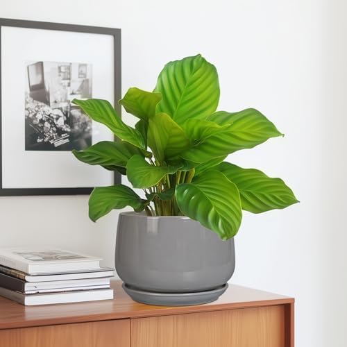 G EPGardening Ceramic Planter 7 Inch, Round, Modern, Gray - Image 5