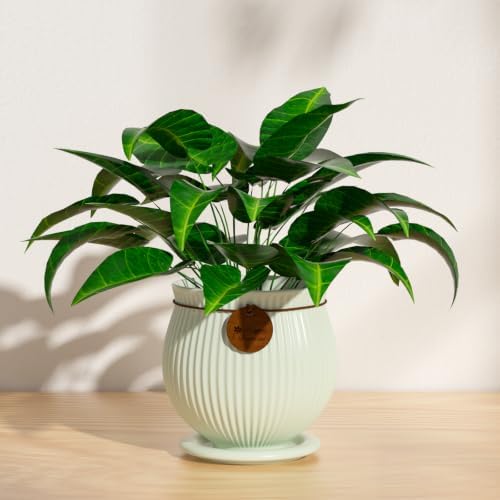 6.3 Inch Light Green Ceramic Planter with Drainage Hole and Saucer - Image 5