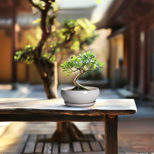 SQOWL Succulent Planters 6 Inch - Ceramic Bonsai Pots with Drainage Hole and Saucer, Shallow Planter for Indoor Plants Outdoor, Round Ceramic Pots for Plants Cactus, Room Decor, Garden Gifts, Gray - Image 7