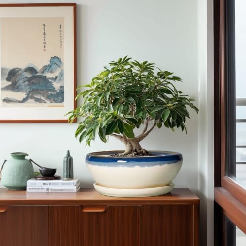SQOWL Bonsai Tree Pots, 12 Inch Ceramic Succulent Planters, Blue-Beige - Image 4