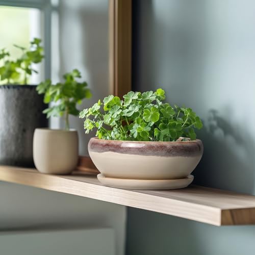 SQOWL Succulent Pots 8 Inch - Ceramic Bonsai Pots for Indoor Plants, Round Shallow Plant Pot with Drainage Hole and Saucer, Bowl Planter Outdoor, Patio Decor, Plant Lover Gifts, Beige - Image 4