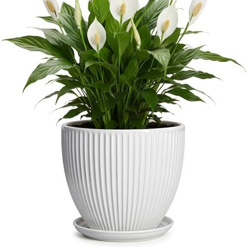 8 Inch Plant Pot, Ceramic Planters for Indoor Plants, Round Pots for Plants with Drainage Hole and Saucer, Modern Decorative Flower Pots, Office Bedroom Decor, Gifts for Plant Lovers, White by Unknown