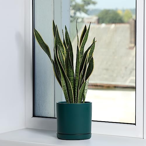D'vine Dev 6 Inch Ceramic Planter Pot, Teal, 94-O-C-9 - Image 5