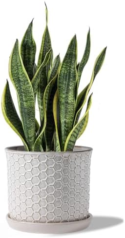 8 Inch Ceramic Plant Pot with Drainage Hole & Separate Saucer by Chubacoo
