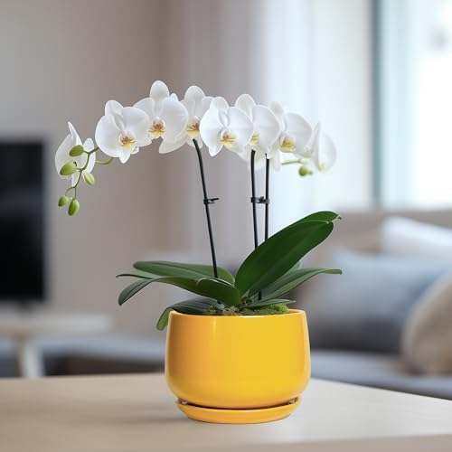 G EPGardening Ceramic Plant Pot - 6 Inch Ceramic Planter with Drainage Hole and Tray, Modern Round Planter, Flower Pot for Indoor Outdoor Plants, Plants Lovers Gifts, House Garden Decor, Yellow - Image 5