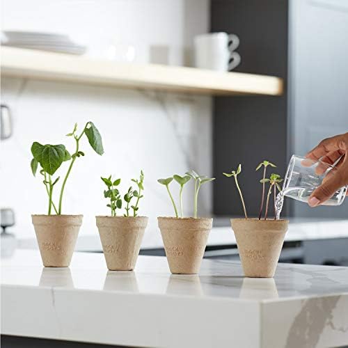 Back to the Roots Kids Science Grow Kit - 2 pk Bean and Watermelon - Image 6