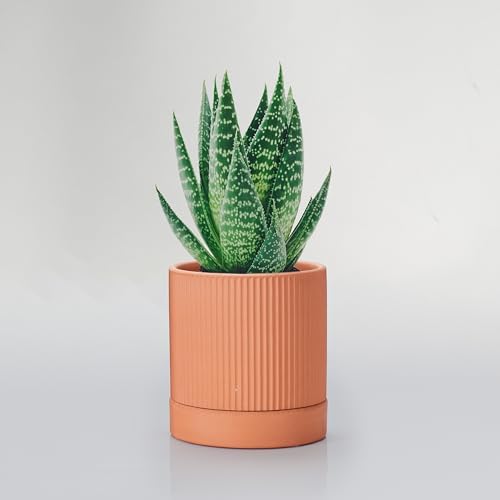 HERDUK Small Modern Terracotta Pots, 4.2 Inch Ribbed Textured Clay Planter Pots with Drainage Hole & Saucer, Garden Pots for Indoor Plants Succulent, Cacti & Fern, Set of 2 by Herduk