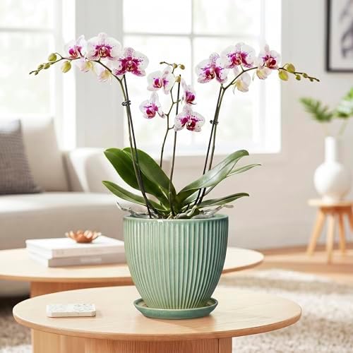 Ceramic Plant Pots, 6 Inch Ceramic Pots for Herb Snake Plants, Indoor Small Flower Pot with Drainage Hole and Saucer, Modern Round Planter, Room Office House Decor, Gardening Gifts, Green - Image 3