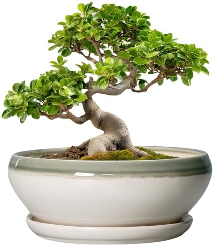 SQOWL Bonsai Pots Ceramic - 10 Inch Succulent Planters for Indoor Plants Outdoor, Shallow Round Planter with Drainage Hole and Saucer, Ceramic Planter Bowl, Office Decor, Gifts for Women, Gray-Beige by SQOWL