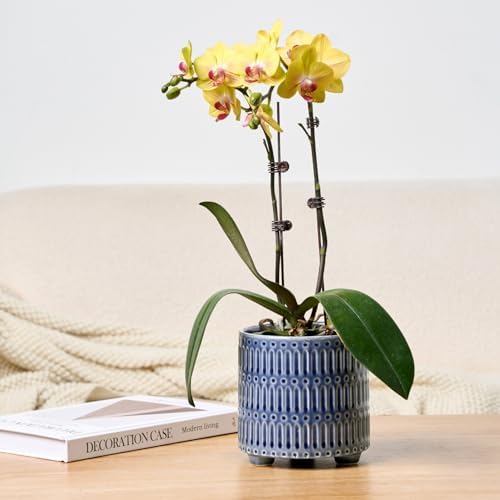 STHIE 5 Inch Ceramic Planters for Indoor Plants, Blue Cactu Snake Plant Pot - Image 6