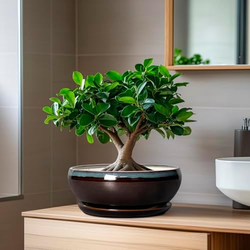 SQOWL Succulent Planters 8 Inch - Ceramic Bonsai Pots with Drainage Hole and Ceramic Saucer, Round Shallow Planter for Indoor Plant, Bowl Planter Outdoor, Desk Decor, Gift for Plant Lover, Blue-Brown - Image 5